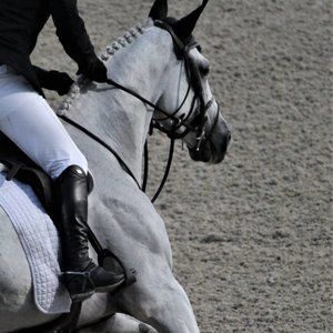 Meet your Posher, K.C.